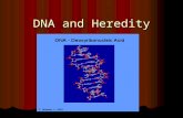 DNA and Heredity. DNA and Heredity DNA is found in the cell’s __nucleus_______. DNA is found in the cell’s __nucleus_______. In the nucleus, we find the.