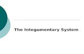 The Integumentary System. Skin (Integument)  Consists of two major regions Epidermis – outermost superficial region Dermis – below the epidermis  Integument.
