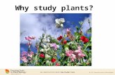 Why study plants? .