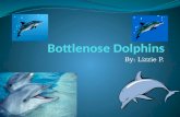 By: Lizzie P.. Table of contents Introduction Slide 1 What is a bottlenose dolphin?Slide 2 Where does a bottlenose dolphin live? Slide 3 and 4 Where is.