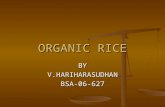 ORGANIC RICE BYV.HARIHARASUDHANBSA-06-627. what is organic rice?  Organic rice is grown using natural and not chemical fertilizers, which are harmful.