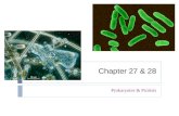 Chapter 27 & 28 Prokaryotes & Protists. Ch. 27 ~ Prokaryotes  Overview: They’re (Almost) Everywhere!  Most prokaryotes are microscopic  But what they.