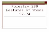 Forestry 280 Features of Woods 57-74. #57: Yellow Birch Betula alleghaniensis  Avg. SG: 0.62  Heartwood Color: Light to dark brown or reddish brown.
