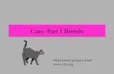 Cats- Part I Breeds Most breed pictures from .