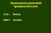 Koelreuteria paniculata “goldenraintree” SIZE: Medium HABIT: Rounded.