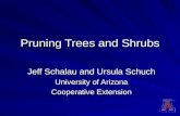 Pruning Trees and Shrubs Jeff Schalau and Ursula Schuch University of Arizona Cooperative Extension.