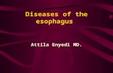 Diseases of the esophagus Attila Enyedi MD.. Anatomy of the oesophagus I. 38-40 cm lenth, (upper-middle-lower ) Blood supply: inf.thyreoid a., direct.