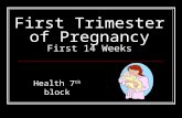 First Trimester of Pregnancy First 14 Weeks Health 7 th block