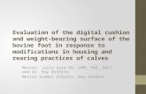 Evaluation of the digital cushion and weight-bearing surface of the bovine foot in response to modifications in housing and rearing practices of calves.