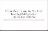 From Membrane to Nucleus: Teaching Cell Signaling via the Ras Pathway.