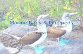 Marine Birds & Pinnipeds Chapter 8. Marine Birds.