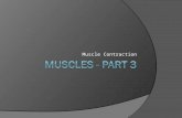 Muscle Contraction. Special Characteristics of Muscle Cells 1. Irritability– The ability to receive and respond to a stimulus. 2. Contractibility – The.