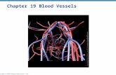 Copyright © 2010 Pearson Education, Inc. Chapter 19 Blood Vessels.