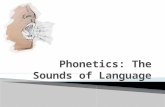 Phonetics: The physical manifestation of language in sound waves. ◦ How sounds are articulated (articulatory phonetics) ◦ How sounds are perceived (auditory.