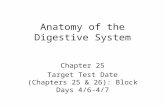 Anatomy of the Digestive System Chapter 25 Target Test Date (Chapters 25 & 26): Block Days 4/6-4/7.
