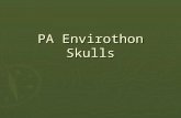 PA Envirothon Skulls. Identifying Skulls ► Eye placement  Predators ► Eye sockets point forward  Prey ► Eye sockets are placed to side of skull ► Shape.