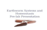 Earthworm Systems and Homeostasis Pre-lab Presentation.