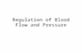 Regulation of Blood Flow and Pressure. Outline Local control of blood flow. Nervous control of blood flow. Cardiovascular changes in exercise. Reflexes.