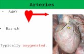 Arteries AWAY Branch Typically oxygenated.. Capillaries Smallest. Most abundant. – How many?? – Why? Exchange.
