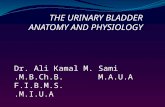THE URINARY BLADDER ANATOMY AND PHYSIOLOGY Dr. Ali Kamal M. Sami M.B.Ch.B. M.A.U.A. F.I.B.M.S. M.I.U.A.