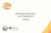 Animal Behavior and Restraint Cattle. Cattle Characteristics ●Prey animals ●Grazers ●Poor depth perception ●Panoramic vision – 310-360 – Blind side behind.