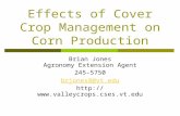 Effects of Cover Crop Management on Corn Production Brian Jones Agronomy Extension Agent 245-5750 brjones8@vt.edu .