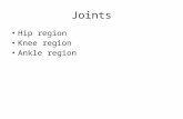 Joints Hip region Knee region Ankle region. sacroiliac joints hip joint pubic symphysis Hip region.