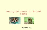 Turing Patterns in Animal Coats Junping Shi. Alan Turing (1912-1954)  One of greatest scientists in 20 th century  Designer of Turing machine (a theoretical.