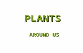 PLANTS AROUND US.  There are different kinds of plants around us.  They vary in size, shape, colour, smell, place of growth etc.  On the basis of their.