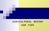 AGRICULTURAL BOTANY AGR 3101. The course focuses on: 1.Morphology (external plant structure) 2.Anatomy (internal plant structure) 3.Taxonomy (plant nomenclature,