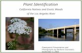 Plant Identification California Natives and Exotic Weeds of the Los Angeles River Powerpoint Presentation and Photographs by Barbara Eisenstein, September.