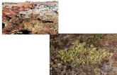 Tundra Biotic Factors Plants Mosses, dwarf shrubs, lichen, grasses Animals Musk oxen, wolves, caribou Abiotic Factors Permafrost, soil, little rainfall,
