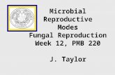 Microbial Reproductive Modes Fungal Reproduction Week 12, PMB 220 J. Taylor.