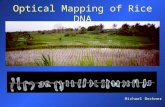 Optical Mapping of Rice DNA Michael Bechner. Three Main Questions 1)Why rice? What is the importance from a societal point of view? Scientific point of.