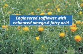 Engineered safflower with enhanced omega-6 fatty acid SOURCE: Arcadia Biosciences .