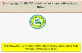 Scaling up of SRI/SCI method of crop cultivation in Bihar PRESERVATION AND PROLIFERATION OF RURAL RESOURCES AND NATURE (PRAN), Gaya, Bihar.