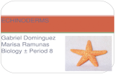 Gabriel Dominguez Marisa Ramunas Biology – Period 8 ECHINODERMS.