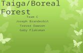 Taiga/Boreal Forest Team C Joseph Branderbit Trevor Dawson Gaby Flaksman.