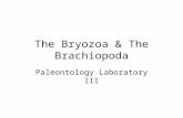 The Bryozoa & The Brachiopoda Paleontology Laboratory III.