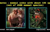 Primates : mammal order with about 185 spp. (out of 4500 mammal species) bonnet macaque squirrel monkey.