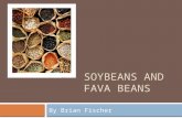 SOYBEANS AND FAVA BEANS By Brian Fischer. Overview  History of both plants  Their production worldwide and in the U.S.  Uses of both plants.