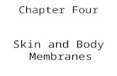 Chapter Four Skin and Body Membranes. Classification of Membranes Epithelial – Cutaneous Skin Stratified squamous – Mucous (mucosa) Lines cavities Simple.