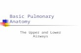 Basic Pulmonary Anatomy The Upper and Lower Airways.