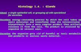 Histology 1.4. : Glands Gland: a single epithelial cell, or grouping of cells specialized for secretion. Secretion: energy-consuming process by which the.