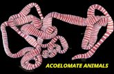 Fig. 14.10 ACOELOMATE ANIMALS. 14.1. General Features14.1. General Features A. CephalizationA. Cephalization 1. Sessile animals survive well with radial.