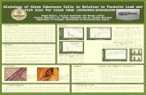 Histology of Alarm Substance Cells in Relation to Parasite Load and Fish Size for Creek Chub (Semotilus atromaculatus) Megan Meller, Caitlin Borchardt.