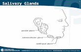 1 Salivary Glands. 2 MAJOR SALIVARY GLANDS SUPPLY SECRETION TO THE ORAL CAVITY  Serous Glands- secrete serum (which is a clear liquid 90% water)  Mucous.