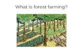 What is forest farming?. Forest farming is the intentional manipulation of forest lands to produce a regular supply of food, medicinal, ornamental, and.