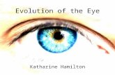 Evolution of the Eye Katharine Hamilton. The First Eye on Earth Trilobite, 543 million years ago.