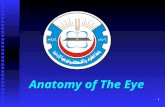 1 Anatomy of The Eye. 2 INTRODUCTION The Eye is the organ of vision. The Eye is the organ of vision. Composed of : Composed of : 1. Eyeball. 2. The adnexa.